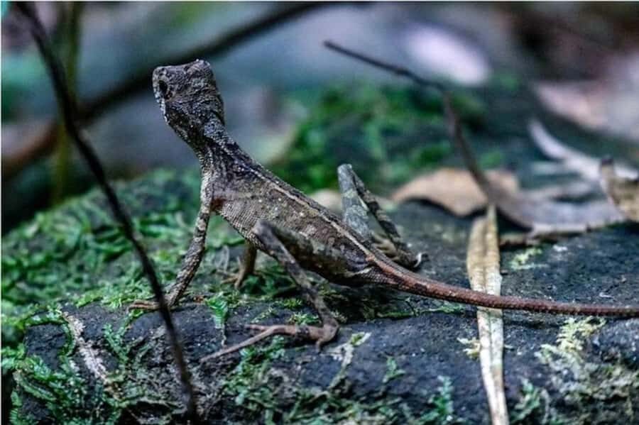 South Coast: Sinharaja Rainforest Walk and Waterfall - Exploring the Experience: What to Expect