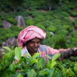 Southern India: Where Culture Meets Nature - The Experience: What You Can Expect