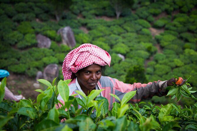 Southern India: Where Culture Meets Nature - The Experience: What You Can Expect