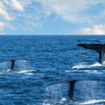 Southern Seas Discovery: Galle to Whale Watching Mirissa - The Value: Is It Worth It?