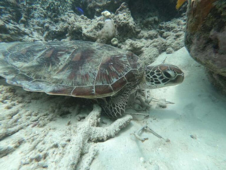 SouthWest Secret Gili,Gili Layar,Gili Gede&Gili Rengit - The Experience: What You Can Expect from This Tour