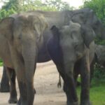 Special leopard safari with breakfast - Janaka safari - The Itinerary Breakdown