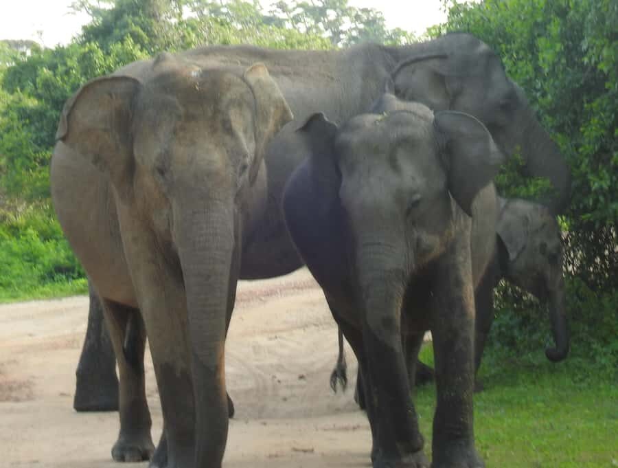 Special leopard safari with breakfast - Janaka safari - The Itinerary Breakdown