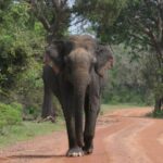 Special Leopards safari - Yala National park - 04.30 am to 11.30 am - Authentic Experiences and Tips