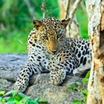 Special Leopards Safari Yala National Park - 04:30 AM to 11:30 AM - The Experience at Yala National Park