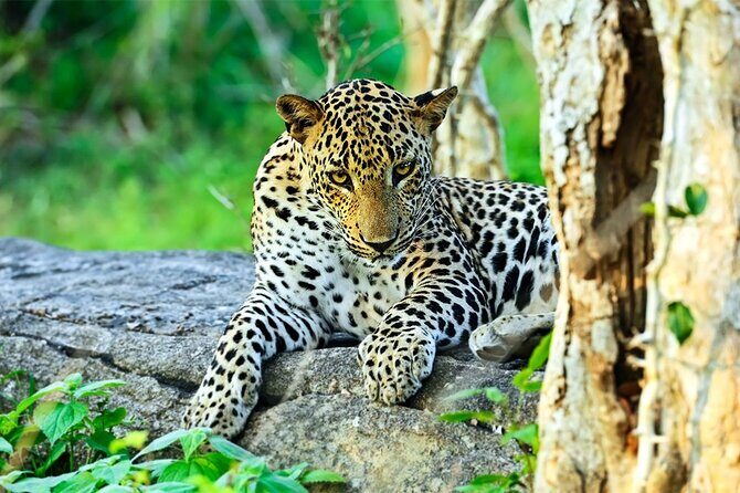 Special Leopards Safari Yala National Park - 04:30 AM to 11:30 AM - The Experience at Yala National Park