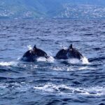 Speed Boat Dolphins and Turtles Full Day - Why This Tour Stands Out