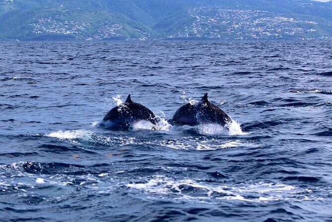 Speed Boat Dolphins and Turtles Full Day - Why This Tour Stands Out
