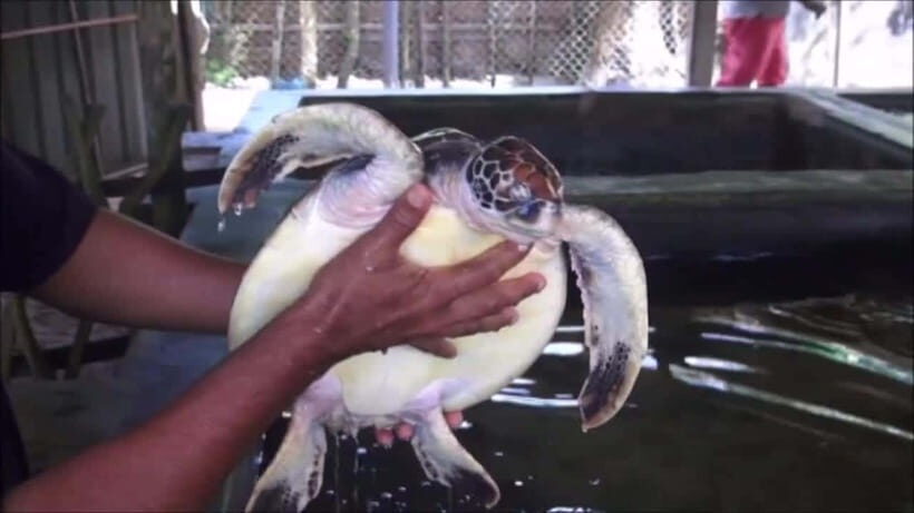 "Sri Lanka 2-Day Tour: Explore Hikkaduwa, Galle & Yala" - Transportation and Comfort