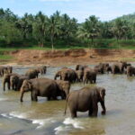 Sri Lanka 4-Day Kandy & Nuwara Eliya Tea & Hill Country Tour - Pricing and Value Analysis
