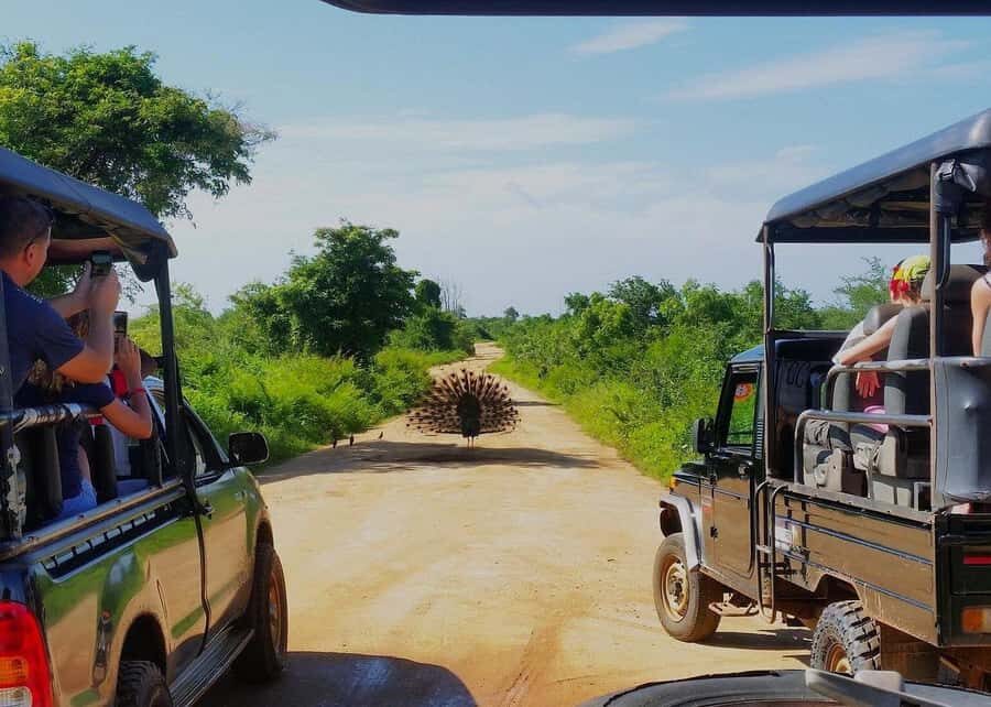 Sri Lanka: 7-Day Wildlife Safari and Eco Tour with Hotels - Exploring the Itinerary in Detail