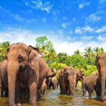 Sri Lanka 7 days Round Tour, Beaches & Safari Island Full Tour - Day-by-Day Breakdown: What You’ll Experience