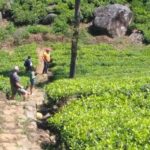 Sri Lanka: Ceylon Royal Tea Trails Trekking Tour - What to Expect During Your Day