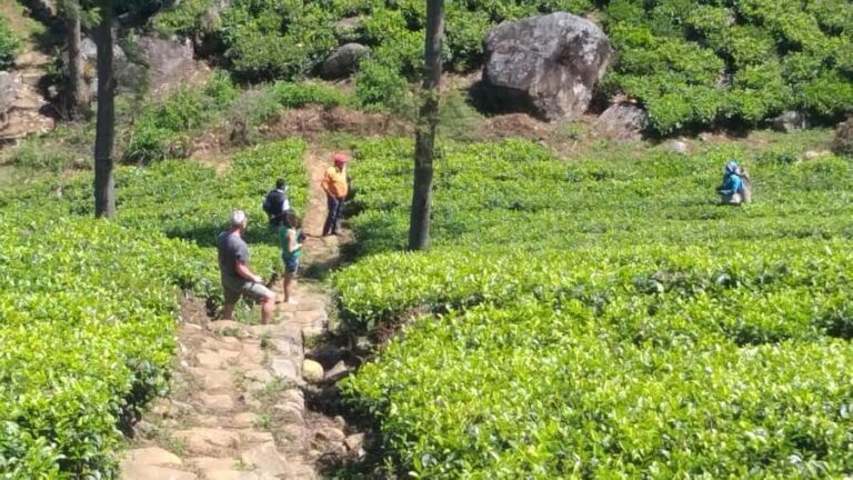 Sri Lanka: Ceylon Royal Tea Trails Trekking Tour - What to Expect During Your Day