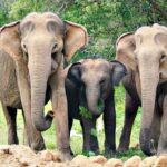 Sri Lanka Customize Multiple day tour packege - Who Will Love This Tour