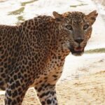 Sri Lanka Yala National Park Wildlife Private Tour - Authentic Encounters & Valuable Insights