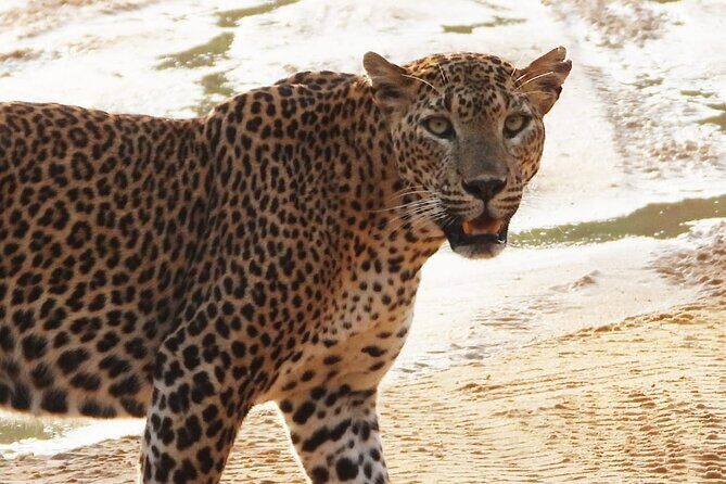 Sri Lanka Yala National Park Wildlife Private Tour - Authentic Encounters & Valuable Insights