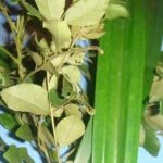 Sri Lankan Cooking with Tricks - What to Expect During the Class