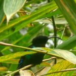 St. Lucia: Zipline Adventure Cruise Port and Hotel Pickup - Detailed Breakdown of the Itinerary