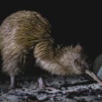 Stewart Island: Wild Kiwi Experiences - Who Will Love This Tour?