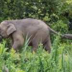 Sukau Rainforest Wildlife and Dawn Cruises Tour in Sandakan - The River Cruise Experience