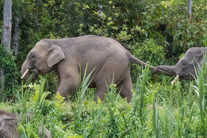 Sukau Rainforest Wildlife and Dawn Cruises Tour in Sandakan - The River Cruise Experience
