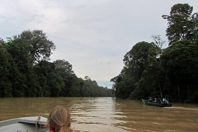 Sukau Rainforest Wildlife and Dawn Cruises Tour in Sandakan - A Deep Dive into the Experience