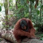 Sumatra : 2-Day Orangutan Trekking and River Tubing Tour - Final Thoughts