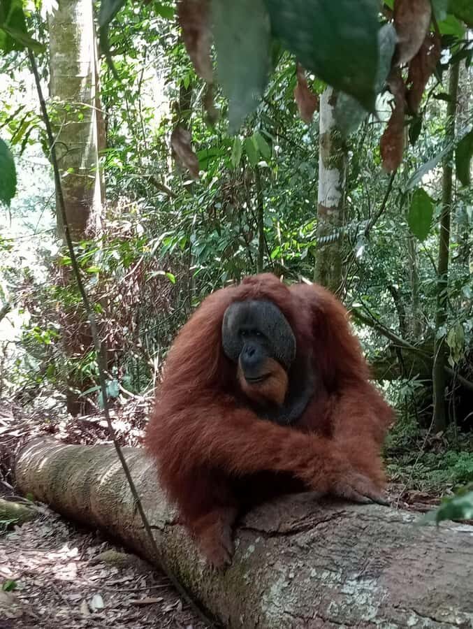 Sumatra : 2-Day Orangutan Trekking and River Tubing Tour - Final Thoughts
