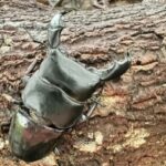 Sumatra : 5-Day Conservation & Artistry Expedition - Practical Details & What to Expect