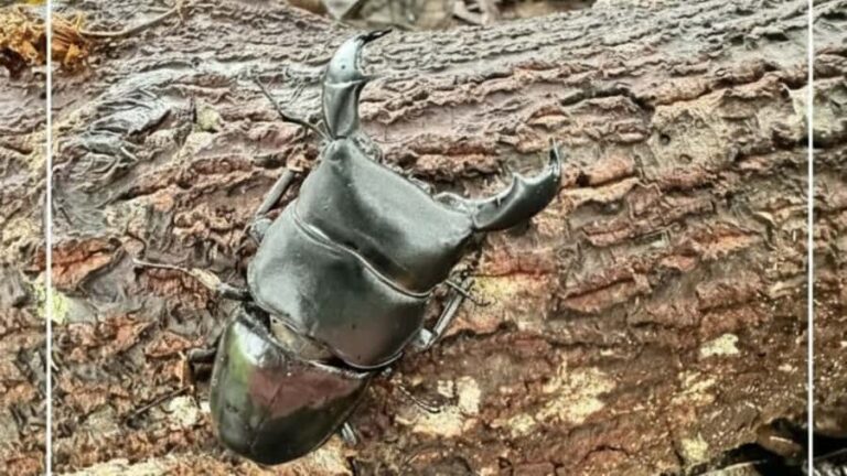 Sumatra : 5-Day Conservation & Artistry Expedition - Practical Details & What to Expect