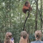 Sumatra Stone Stories : 2 Days Ethical Orangutan Trekking - Who Will Love This Tour?