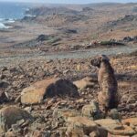 Sunrise Hike and Beach Meditation to Rancho Curason - Authentic Experiences and Real-World Tips