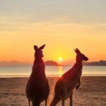 Sunrise with the Kangaroos & Wallabies - Airlie Beach - What Makes This Tour Stand Out?