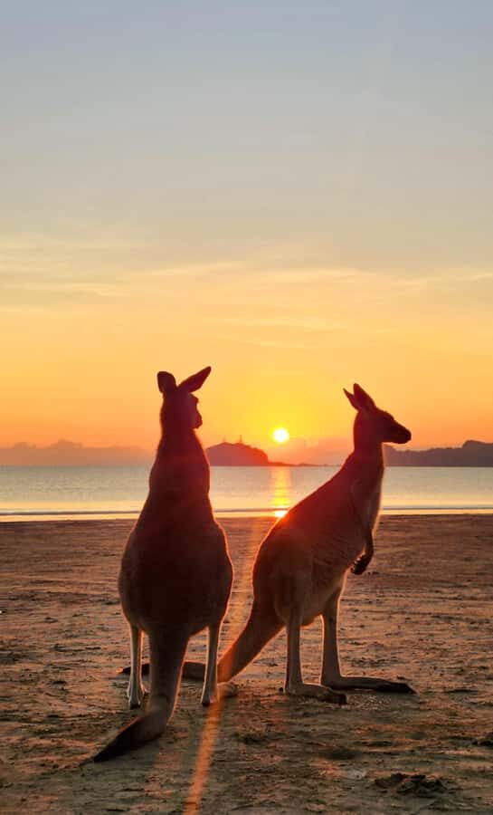 Sunrise with the Kangaroos & Wallabies - Airlie Beach - What Makes This Tour Stand Out?