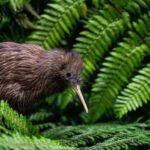 SUPER DEAL: Ruakuri Caves, Te Puia Rotorua & Blue Springs - What We Love About This Tour