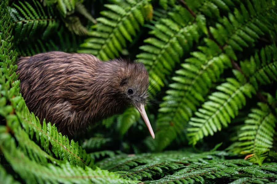 SUPER DEAL: Ruakuri Caves, Te Puia Rotorua & Blue Springs - What We Love About This Tour