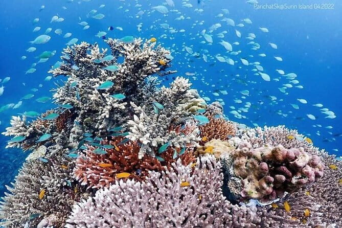 Surin Islands Overnight Beach Camping and Snorkeling Adventure - Authenticity, Value, and Who Will Love It