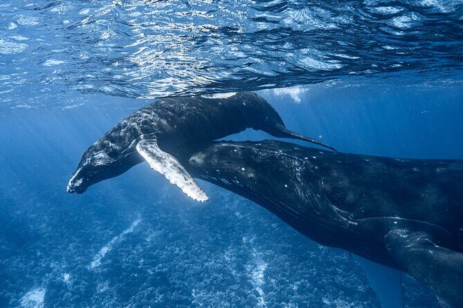 Swim in Moorea with Humpback Whales and More - Detailed Breakdown of the Experience