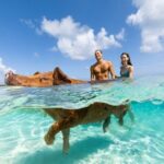 Swim with the Pigs Safari in Bahamas (2hrs) - Exploring the Itinerary in Detail