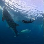 Swim with Whale Sharks 2D1N LombokSumbawa Sharing - The Real Value of This Tour