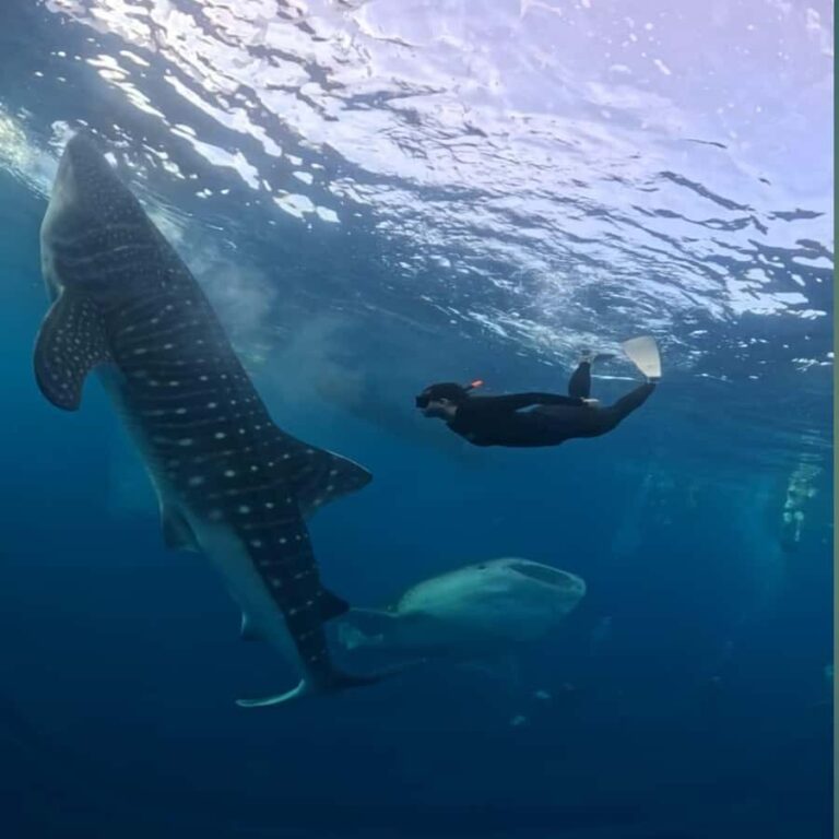 Swim with Whale Sharks 2D1N LombokSumbawa Sharing - The Real Value of This Tour