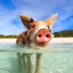 Swimming Pigs and Snorkeling Adventure on Athol Island - How This Tour Provides Value