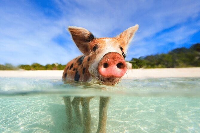 Swimming Pigs and Snorkeling Adventure on Athol Island - How This Tour Provides Value
