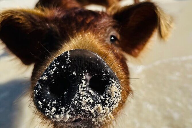 Swimming Pigs Encounter and Rose Island Beach Day Adventure - The Highlights and Small Drawbacks