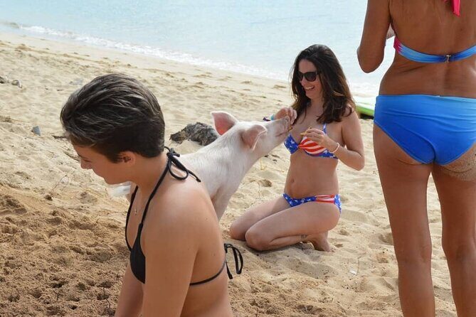 Swimming Pigs & Tour with Transportation to Rose Island - What to Watch Out For