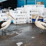 Sydney Fish Market Discovery Tour - The Experience from a Traveler’s Perspective