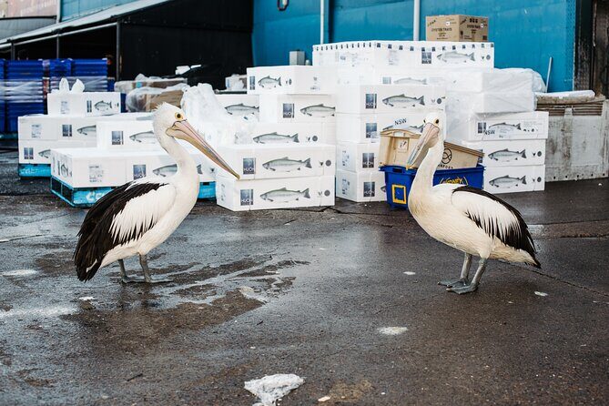 Sydney Fish Market Discovery Tour - The Experience from a Traveler’s Perspective
