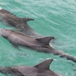 Sydney: Jervis Bay Day Trip with Dolphins, Roos & Beach Time - What to Expect and Practical Details