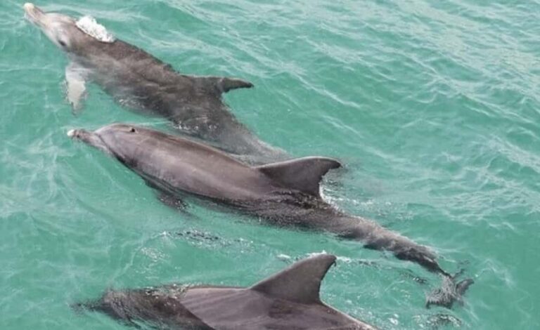 Sydney: Jervis Bay Day Trip with Dolphins, Roos & Beach Time - What to Expect and Practical Details